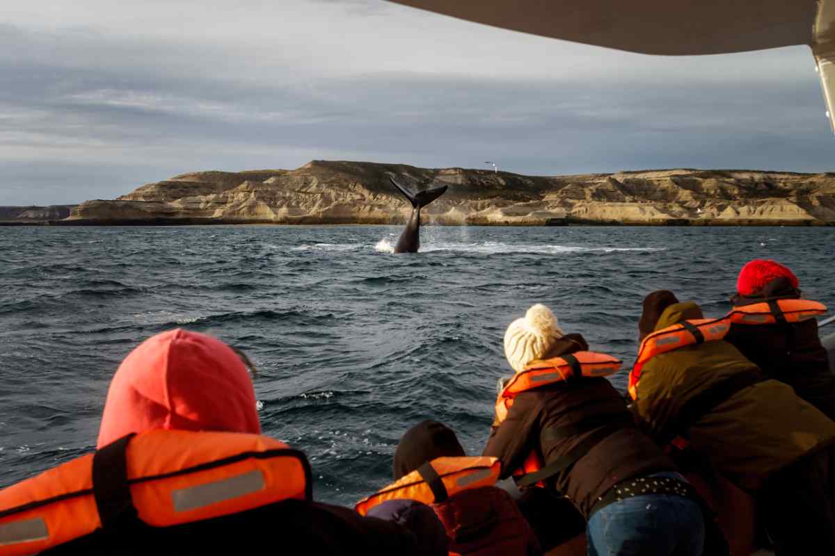 Whales swimming in the cold waters of Iceland