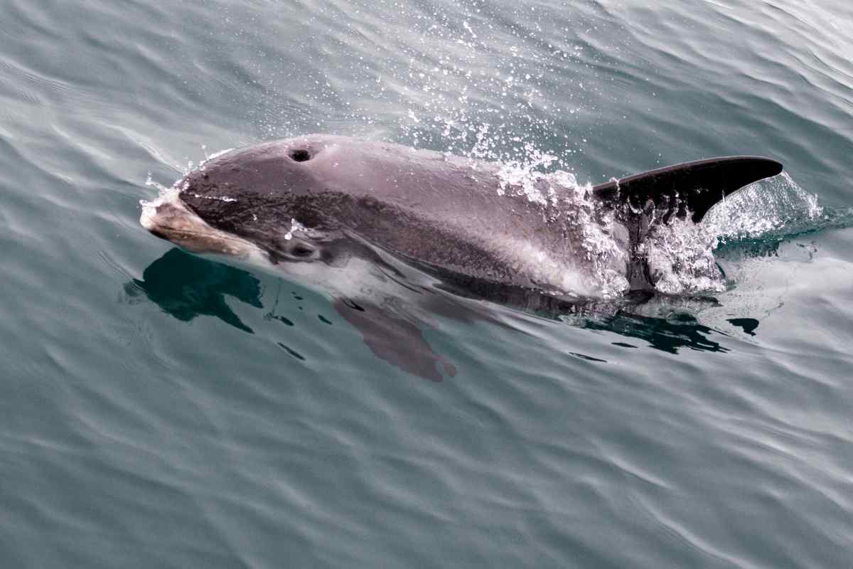 White beaked dolphins