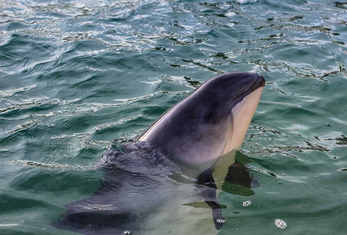 Harbor porpoises, Iceland