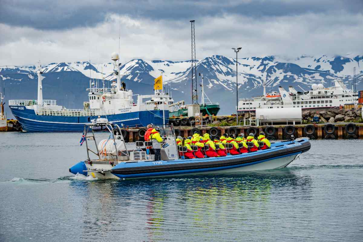 best whale watching Iceland