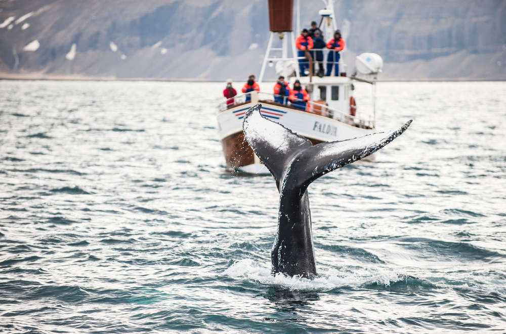 Where to go whale watching in Iceland