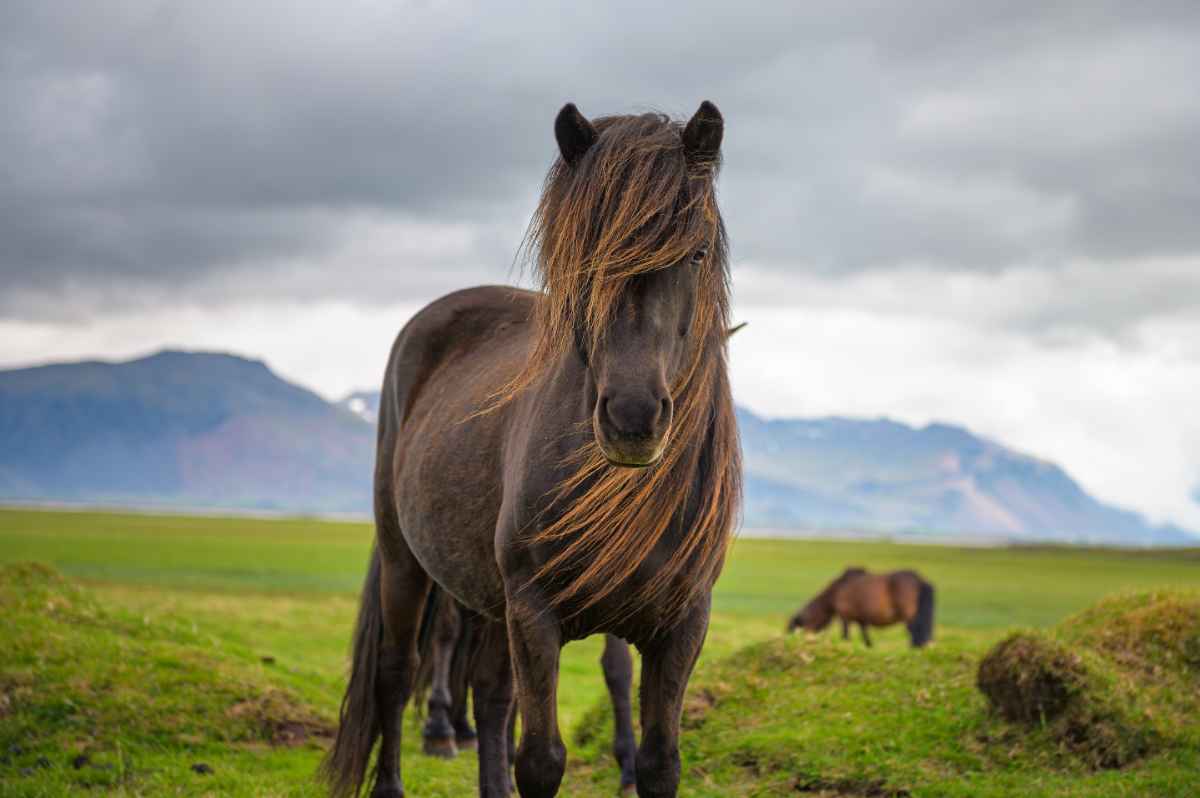 Icelandic horses ride