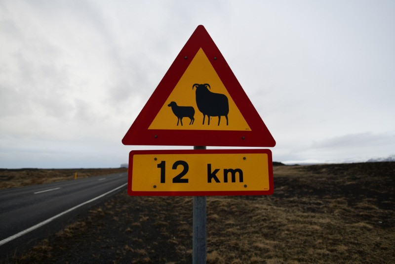 Sheep close to the road speed limits apply sign