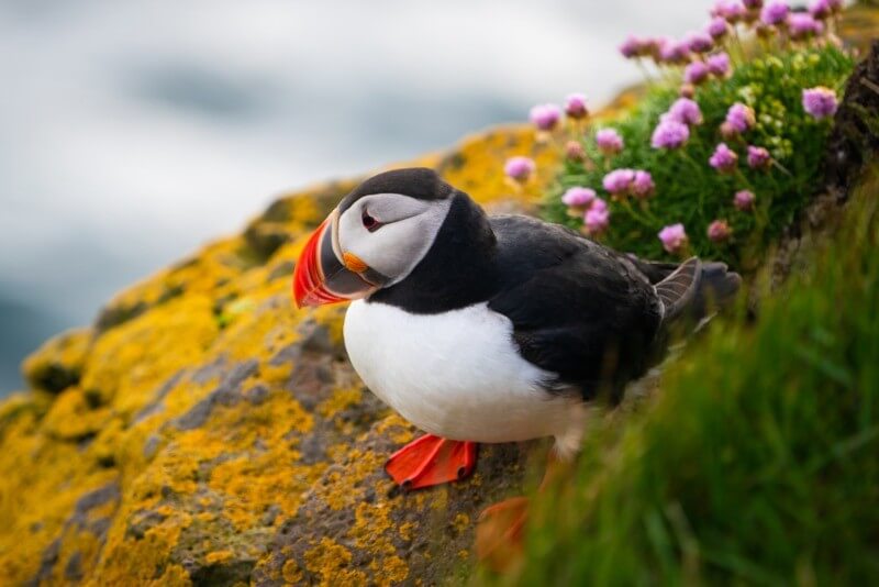 Beautiful Icelandic Puffin on a cliff
