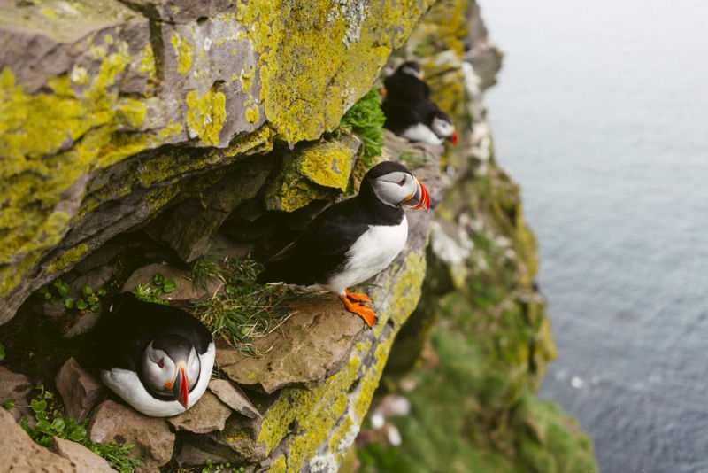 Watching Puffins in Iceland