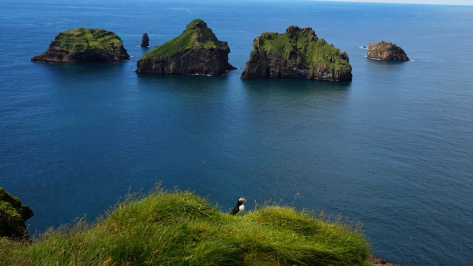 Westman islands cliff with puffin birds nesting