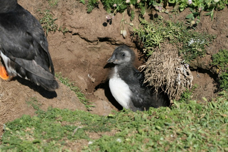 baby puffin coming out of its nest