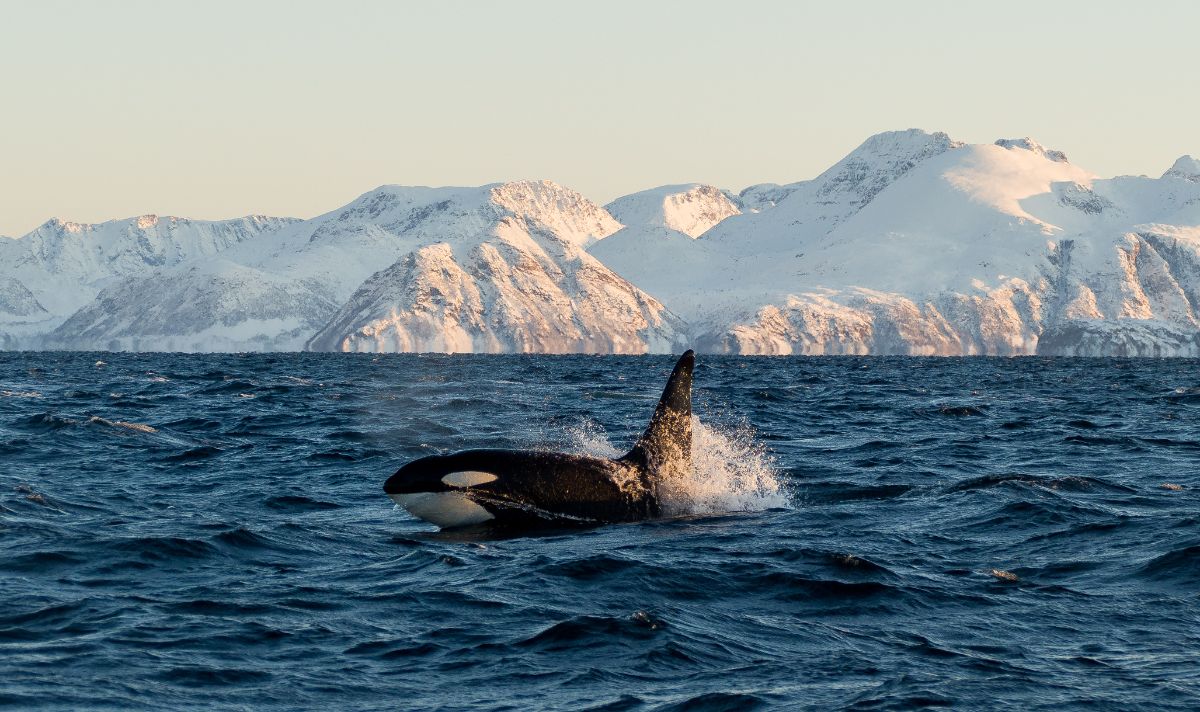 Visit Iceland: whale watching
