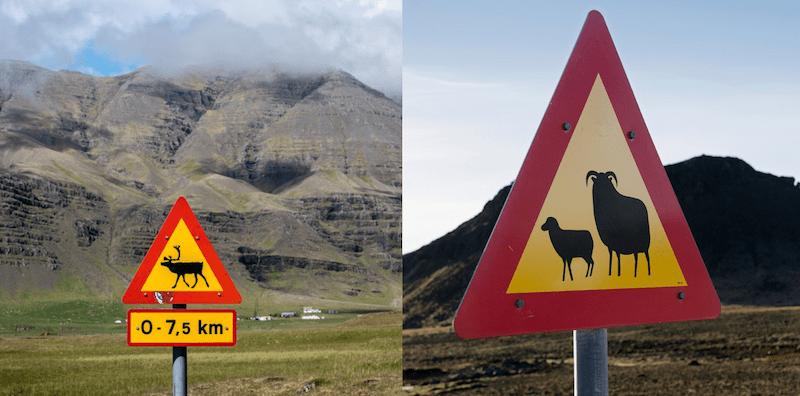 reindeer and sheep crossing street sign