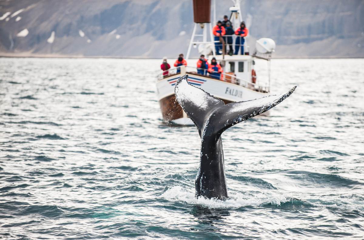 whale watching in Iceland 