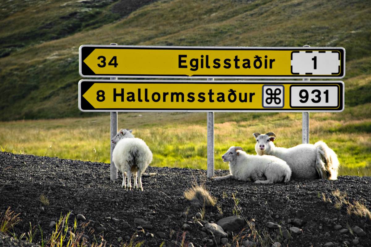 Iceland Ring Road: Egilsstadir