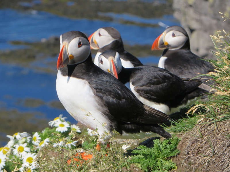 beautiful puffins on a cliff - Iceland nature protection measures