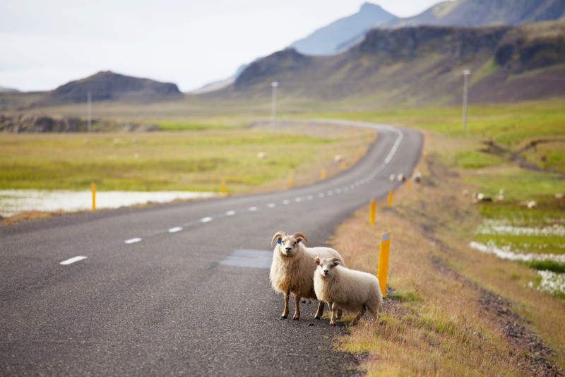 Car insurance in Iceland do not cover hitting animals like the sheep in the picture standing by the road