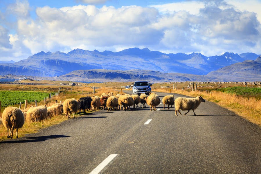 A rental car in Iceland with CDW insurance coming accross sheeps