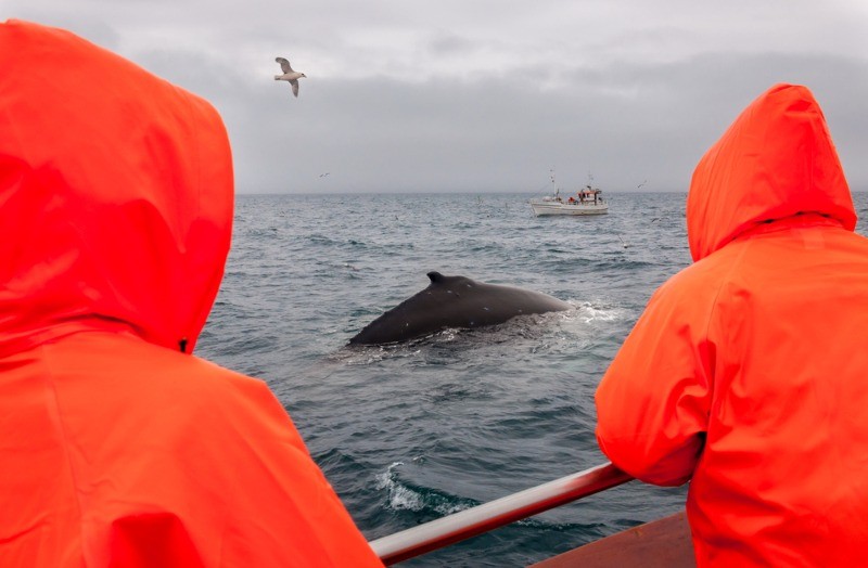 couple enjoying a whale watching tour - Best time to visit Iceland