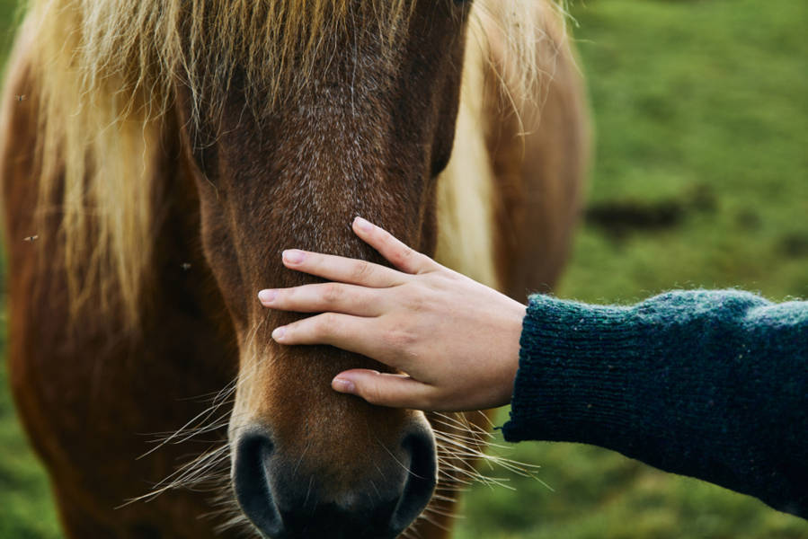 Brown Icelandic horse being petted
