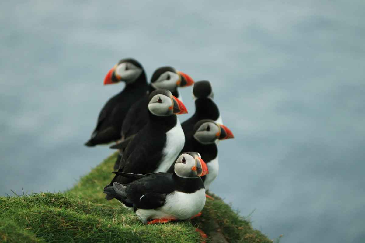 Puffins in Iceland in the spring