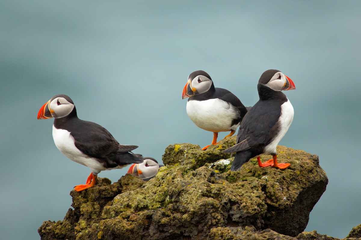 Puffins visiting Iceland in June