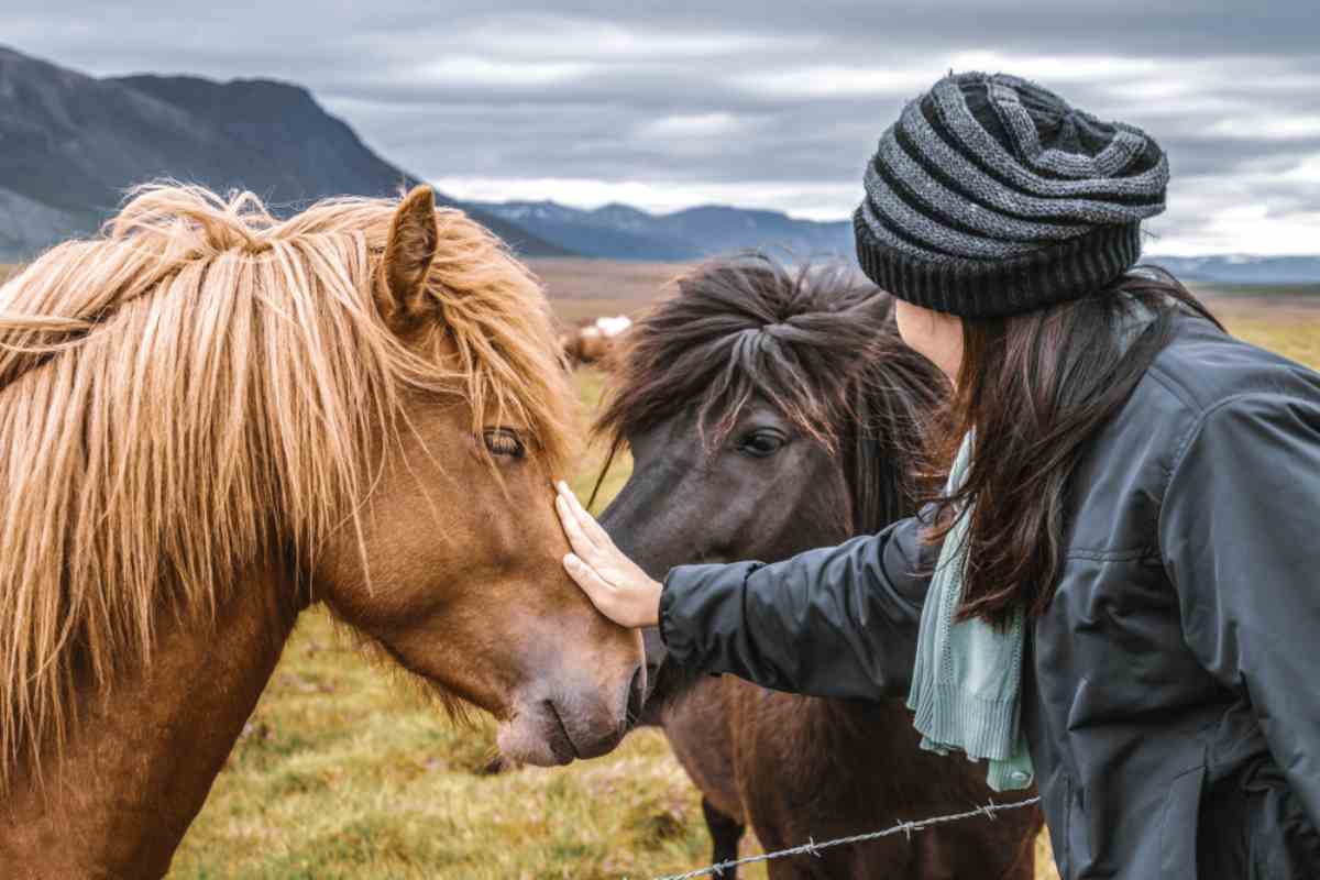 the best time for horseback riding in iceland