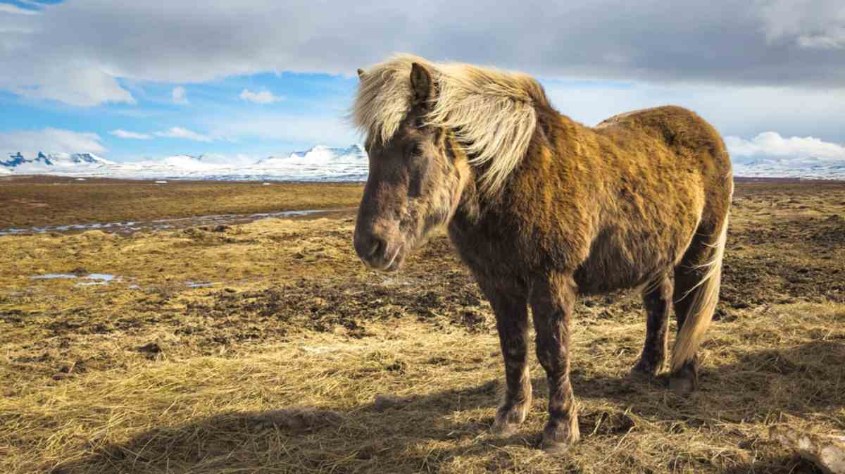 Iceland horseback riding