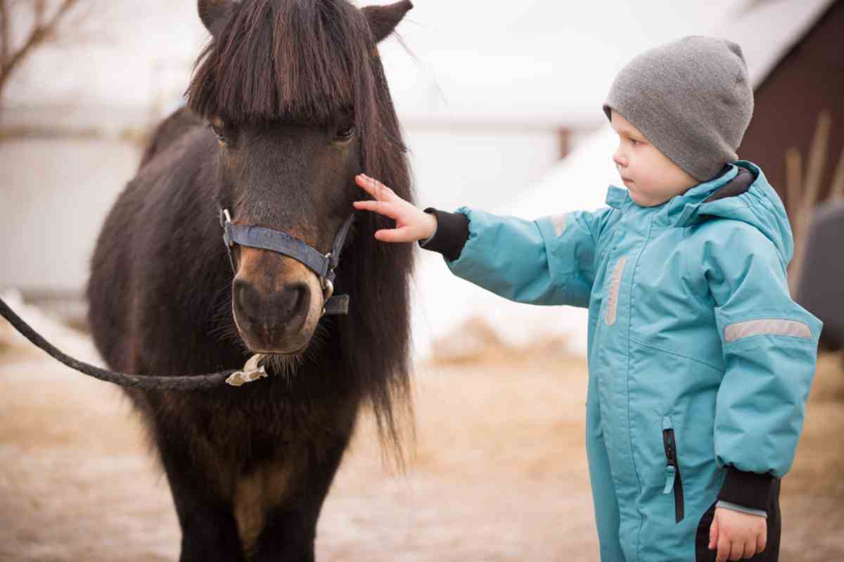 reykjavik horseback riding