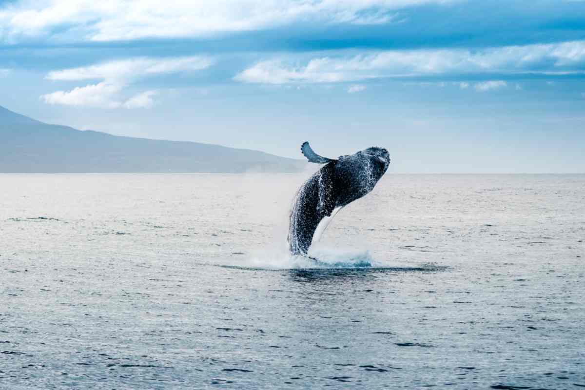 Whale watching  tours in Iceland