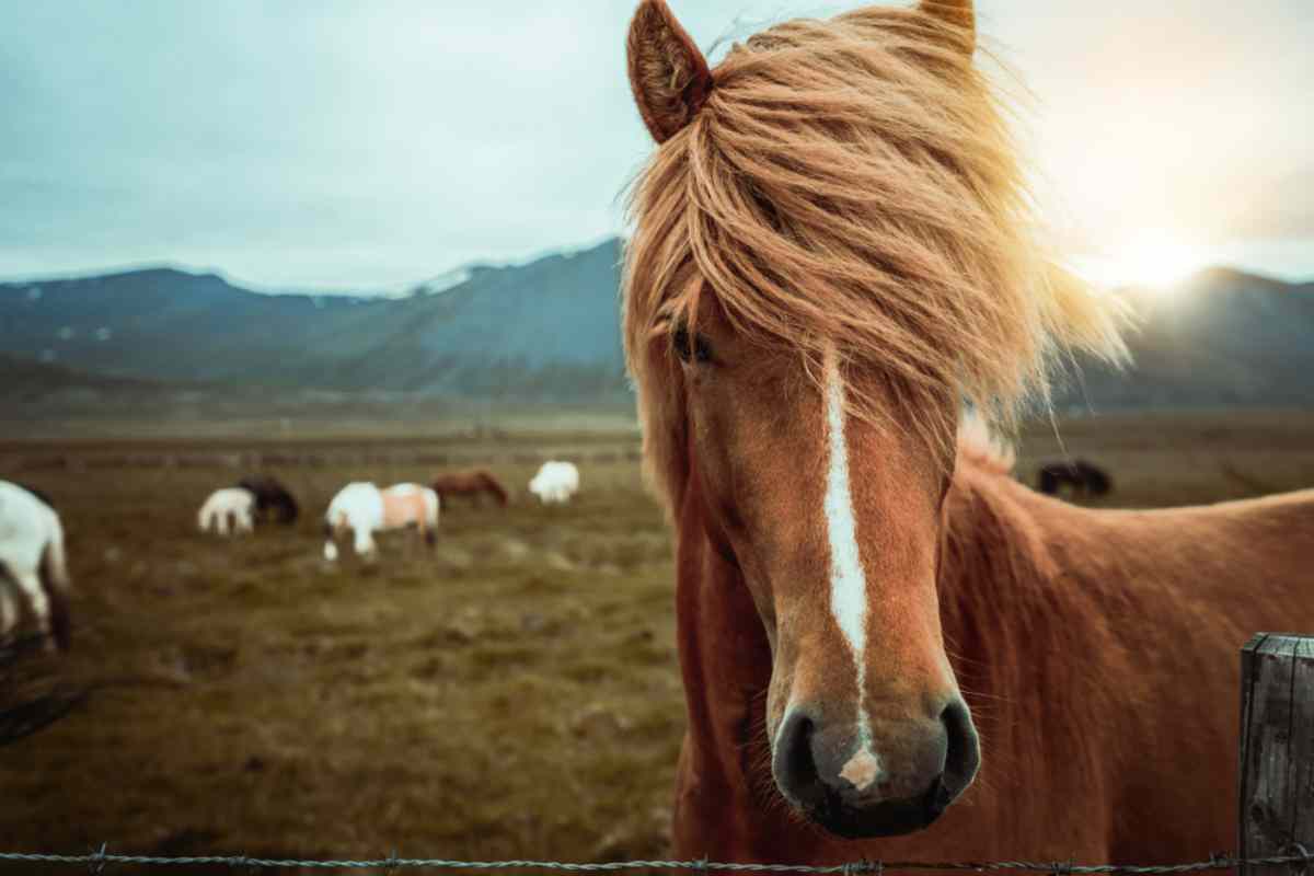 Viking horses in Iceland