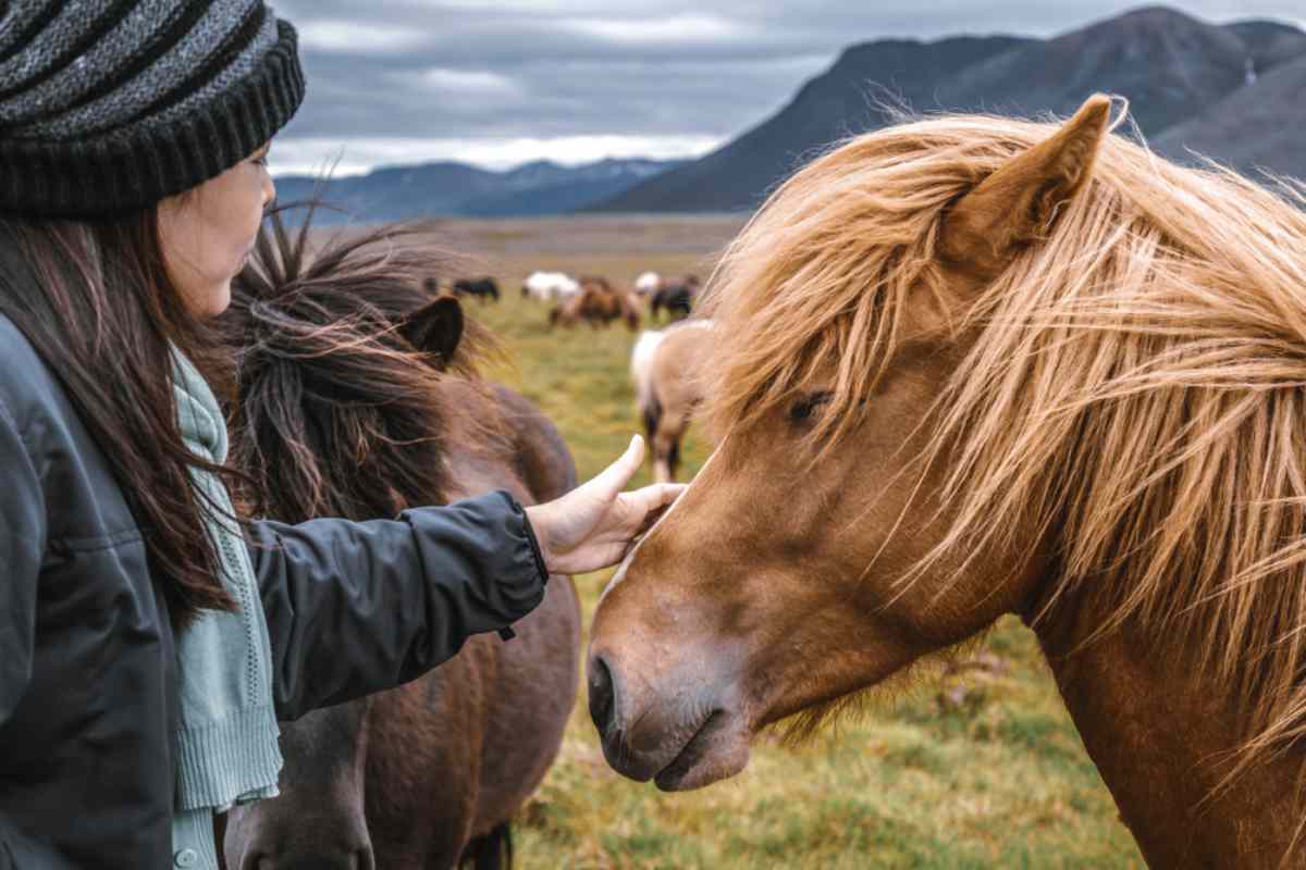 training Icelandic horses