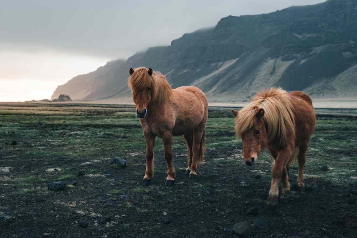 Icelandic horse breed