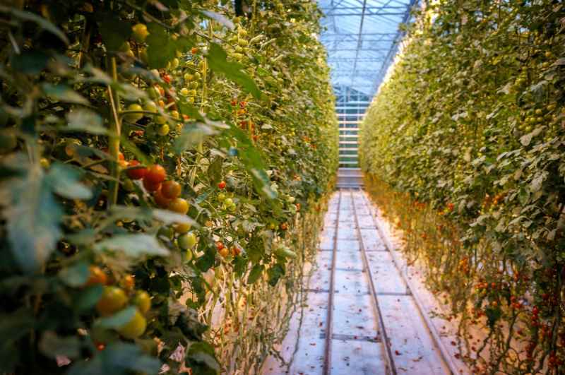 Fridheimar Tomato Farm