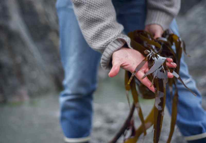 Seaweed harvesting