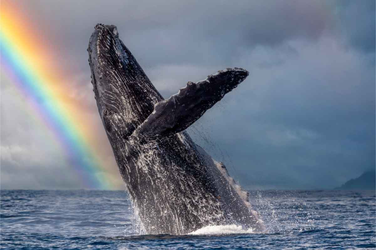 Whale sticking out of the water with a rainbow in the background