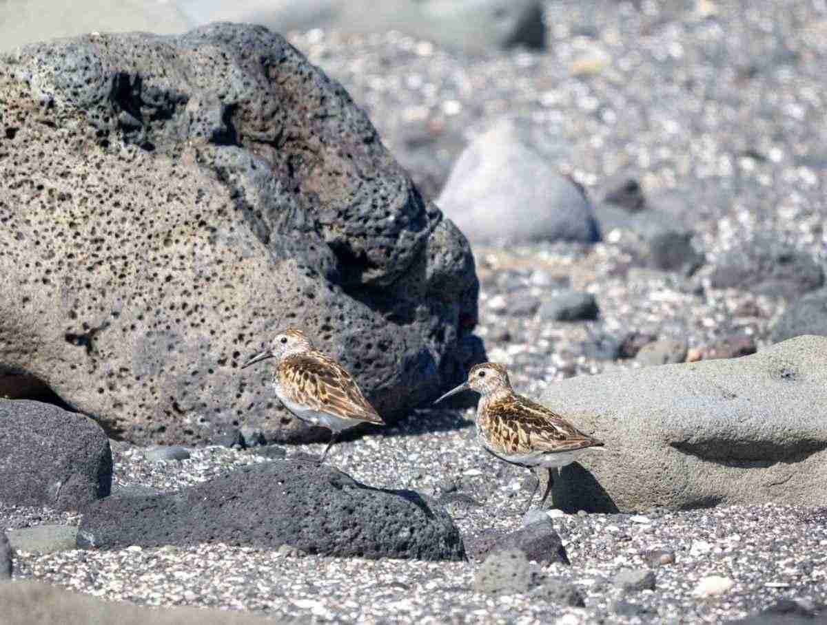 Zwei kleine Vögel auf einem Lavastein am Seltjörn Strand
