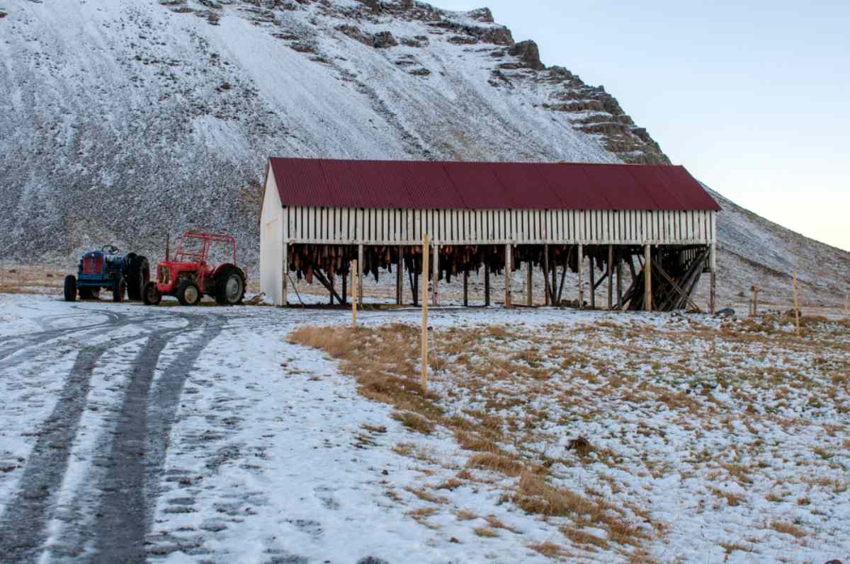 Haifischmuseum, Island