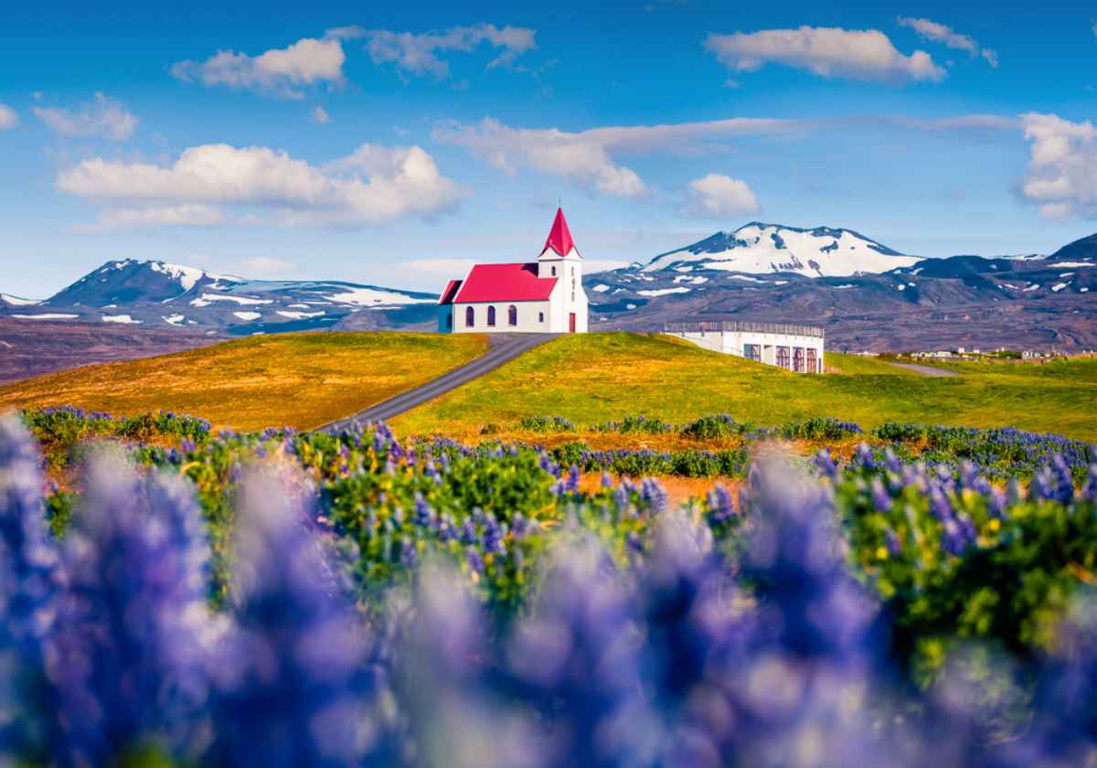 Kirche des Ortes V&iacute;k auf einem H&uuml;gel mit einem Feld in voller Bl&uuml;te