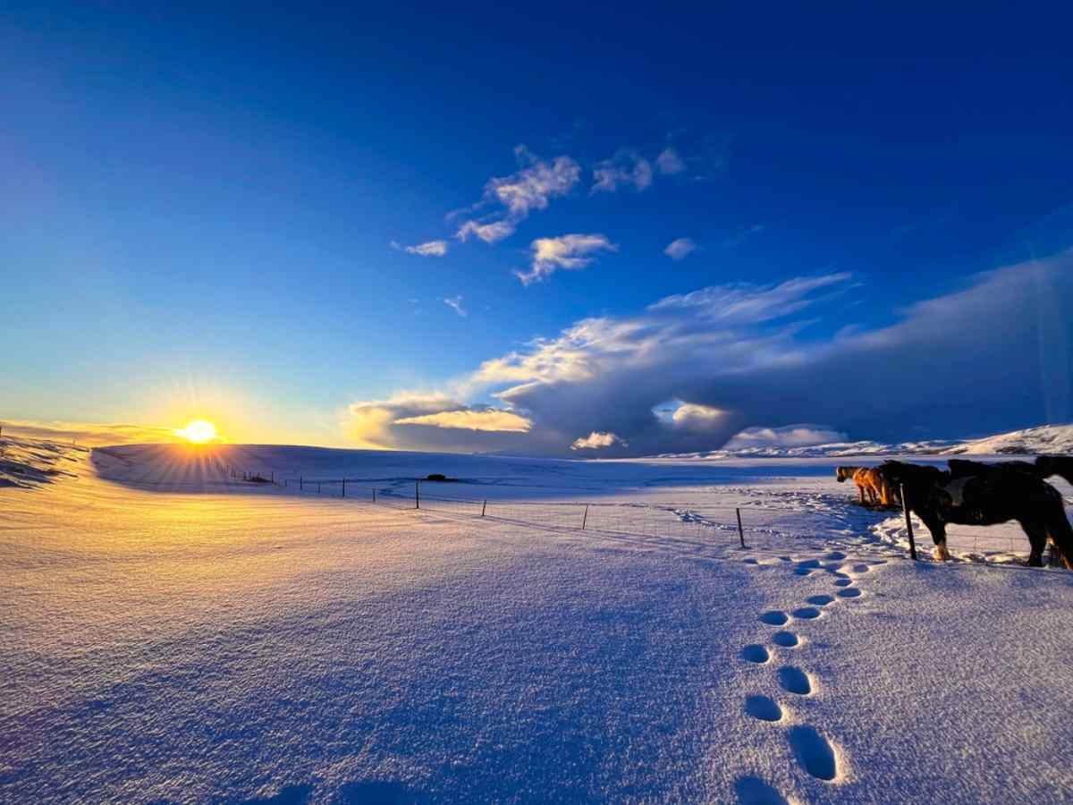 Campo islandés nevado con caballos al amanecer en invierno.