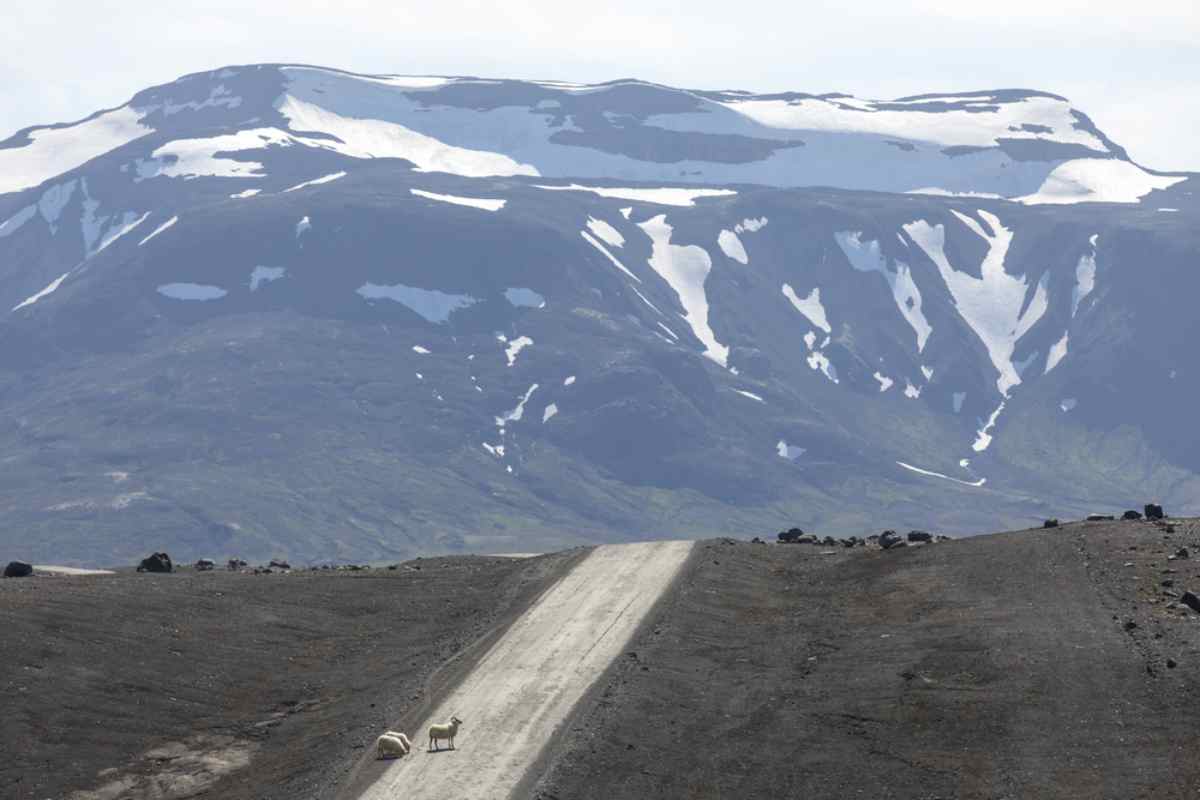 Route de Kjölur en Islande Route de gravier sur la route de Kjölur avec des moutons et des montagnes enneigées au loin