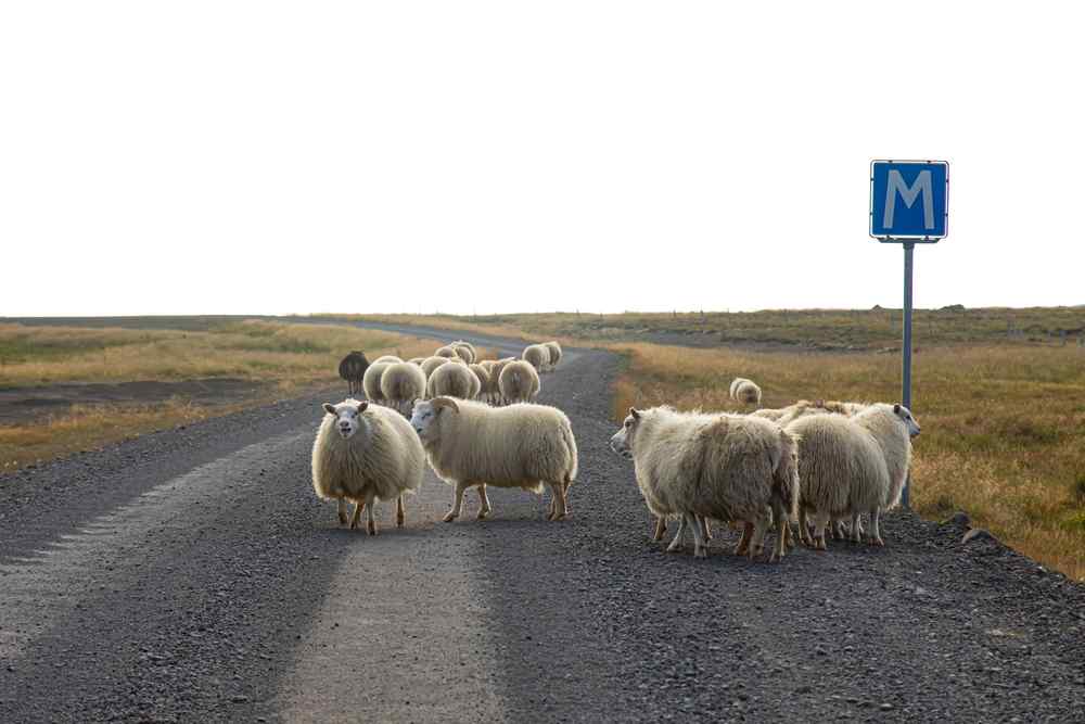 Pecore che attraversano una strada sterrata nell&rsquo;Islanda rurale vicino a un cartello stradale blu.