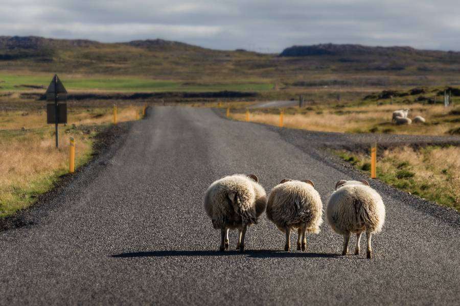 Sheep walking down the road in Iceland