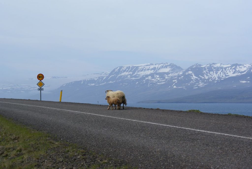 Driving in Iceland peculiarities